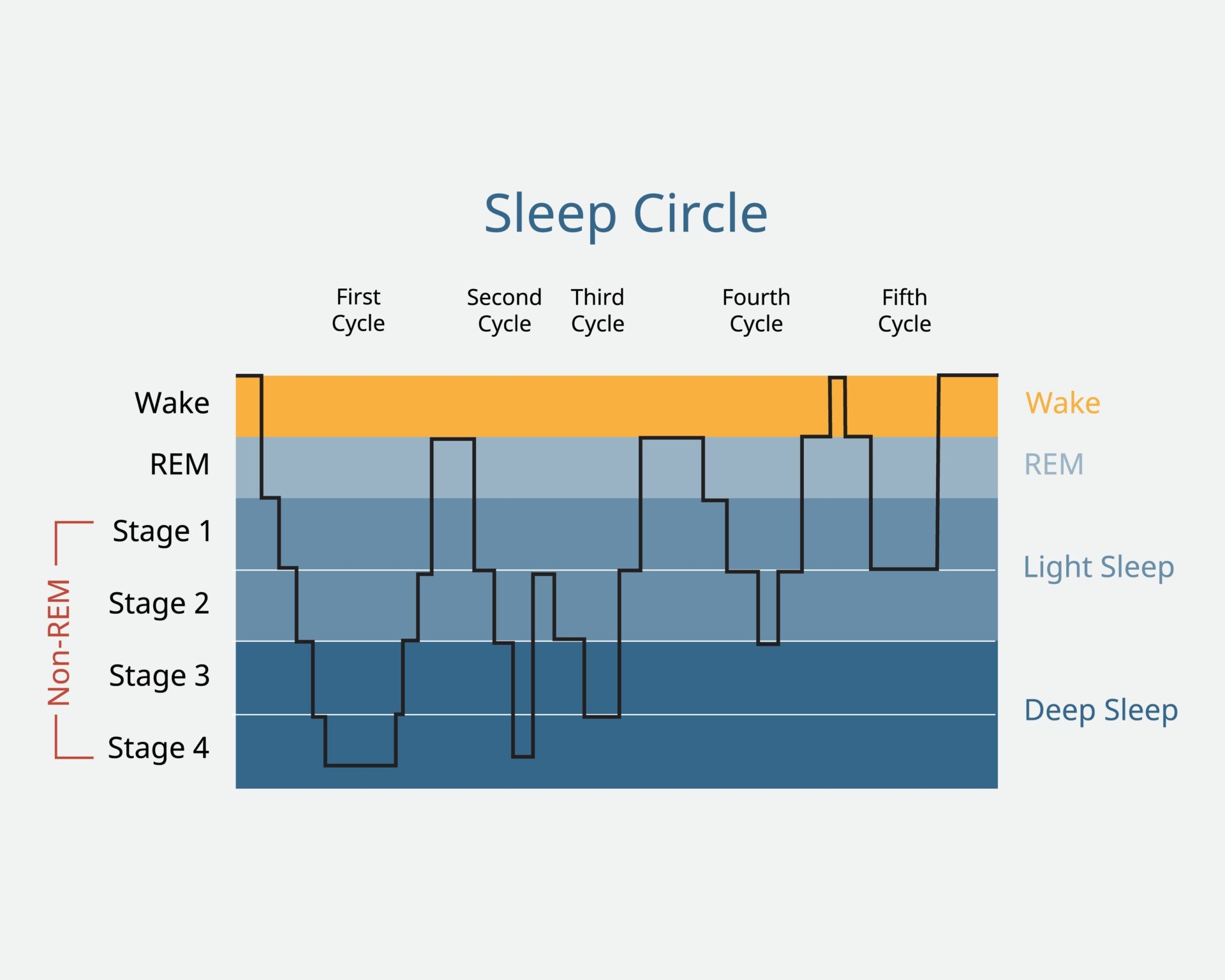 5 Stages Of Sleep Psychology Cycle Sequence