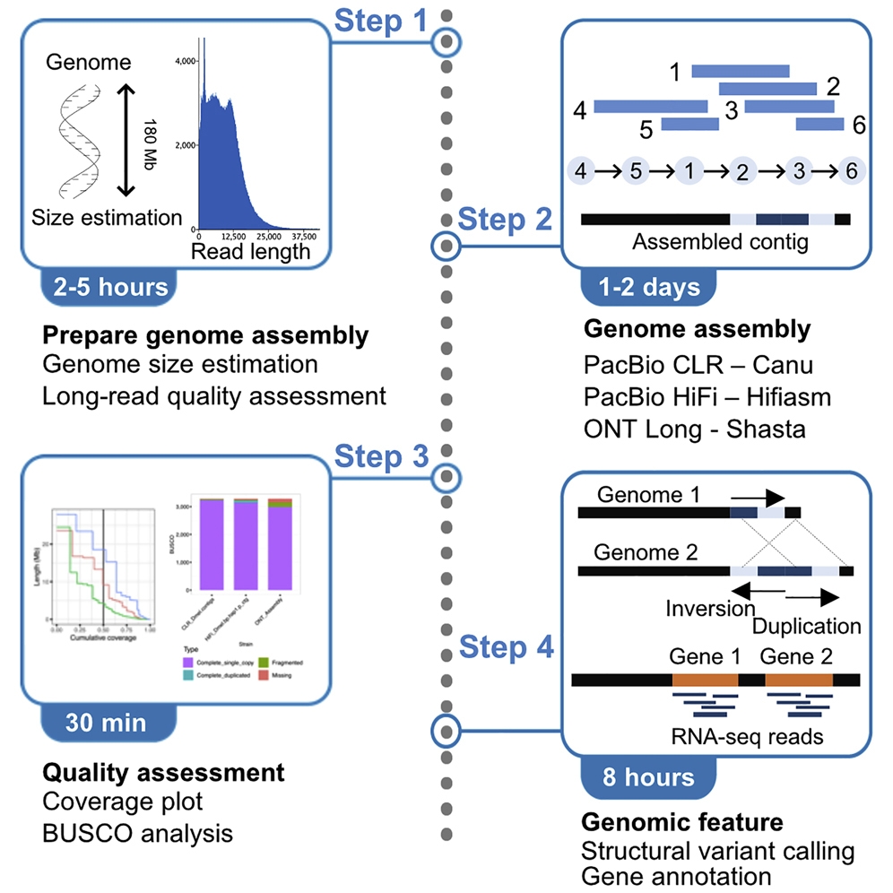 A Beginner S Guide To Assembling A Draft Genome And Analyzing Structural Variants With Long Read Sequencing Technologies A Beginner S Guide To Assembling A Draft Genome And Analyzing Structural Variants With Long Read Sequencing Technologies