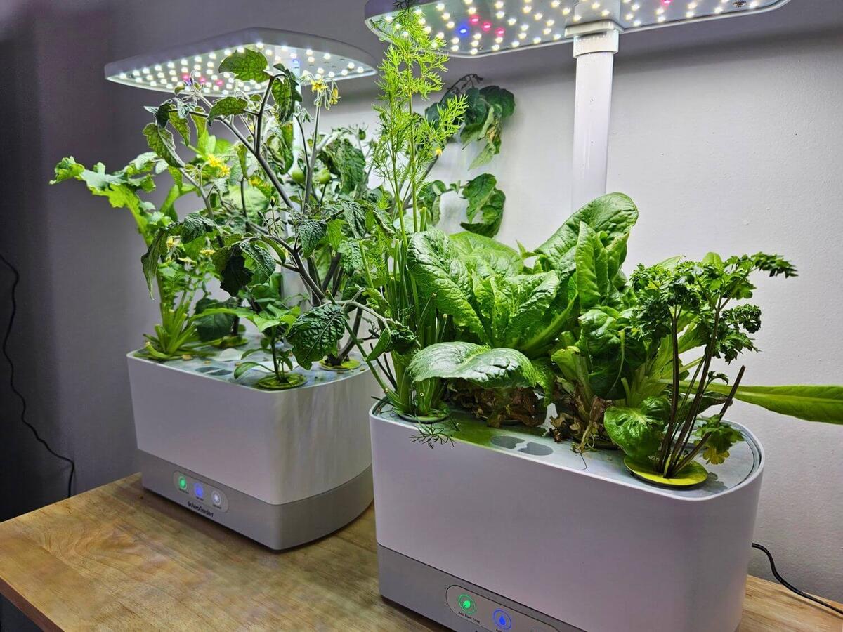Aerogarden Harvest Review My Opinion After 2 Months