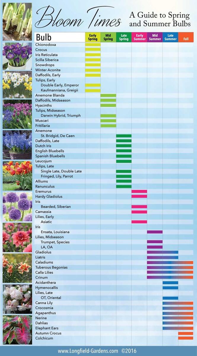 Bloom Time Chart For Spring And Summer Bulbs