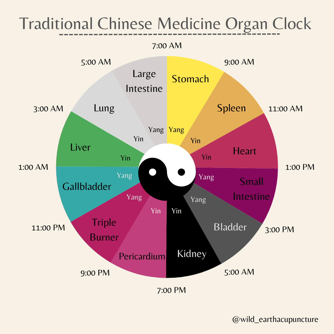 Chinese Medicine Clock Wild Earth Acupuncture Portland Oregon