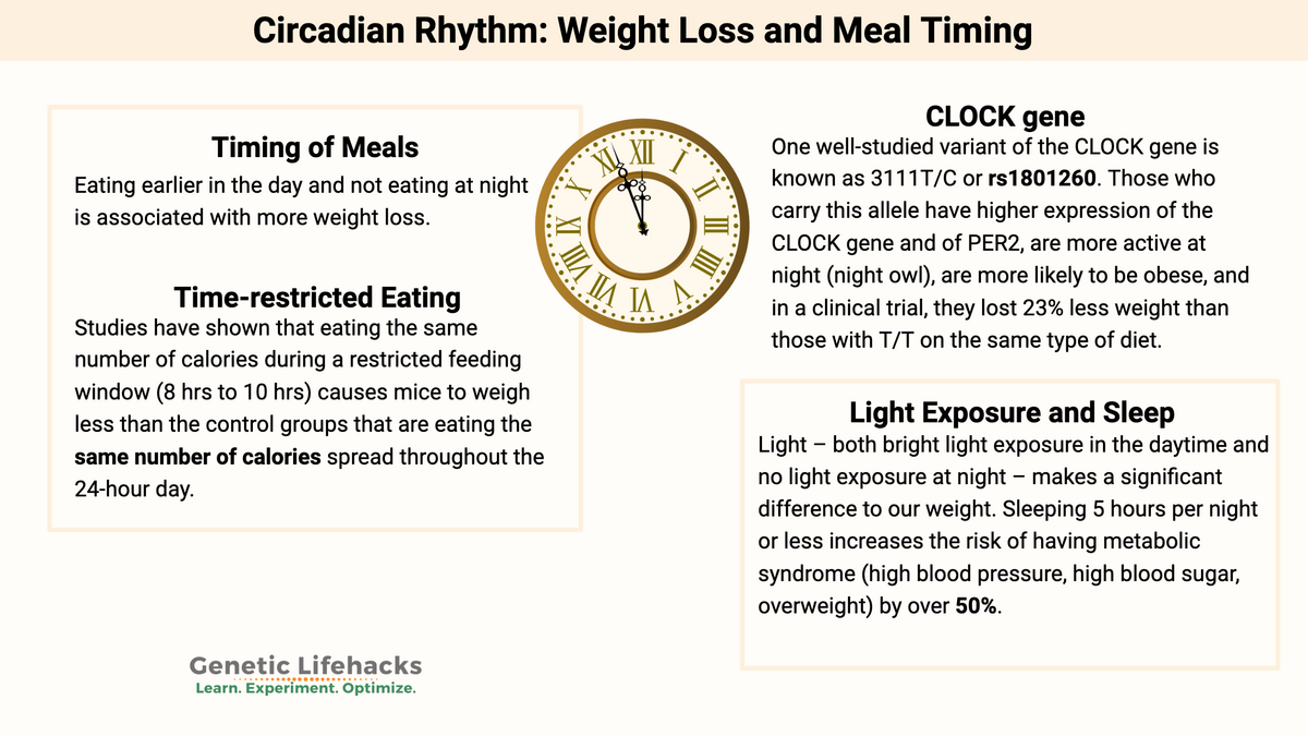 Circadian Rhythm Weight Loss And Meal Timing Circadian Rhythm Weight Loss And Meal Timing