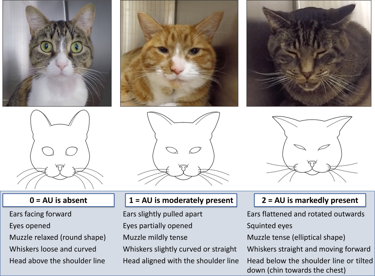 Clinical Applicability Of The Feline Grimace Scale Real Time Versus Image Scoring And The Influence Of Sedation And Surgery PeerJ Clinical Applicability Of The Feline Grimace Scale Real Time Versus Image Scoring And The Influence Of Sedation And Surgery PeerJ