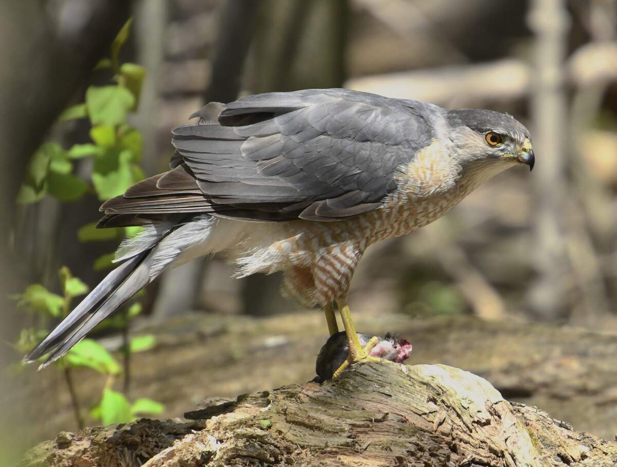 Cooper S Hawk Wikipedia Cooper S Hawk Wikipedia