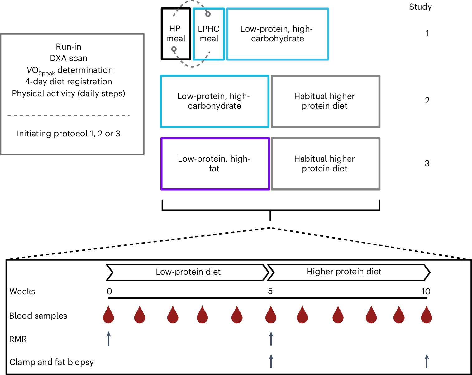 Dietary Protein Restriction Elevates FGF21 Levels And Energy Requirements To Maintain Body Weight In Lean Men Nature Metabolism Dietary Protein Restriction Elevates FGF21 Levels And Energy Requirements To Maintain Body Weight In Lean Men Nature Metabolism