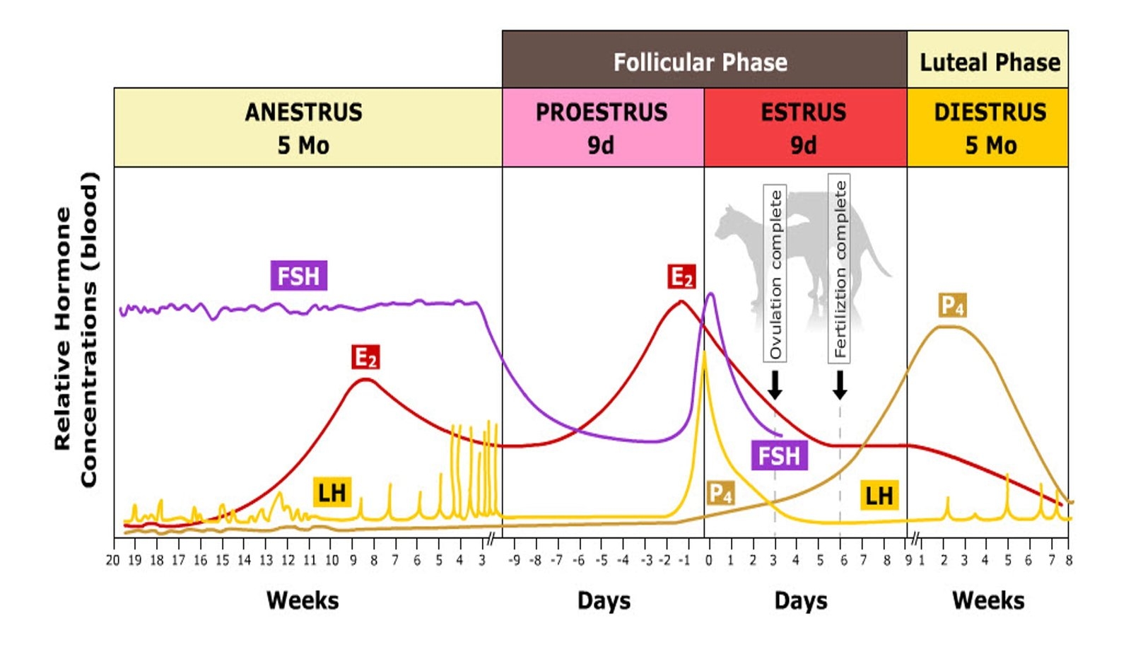 Estrous Cycle In Dogs Bitches Heat Cycle In Female Dogs Estrous Cycle In Dogs Bitches Heat Cycle In Female Dogs