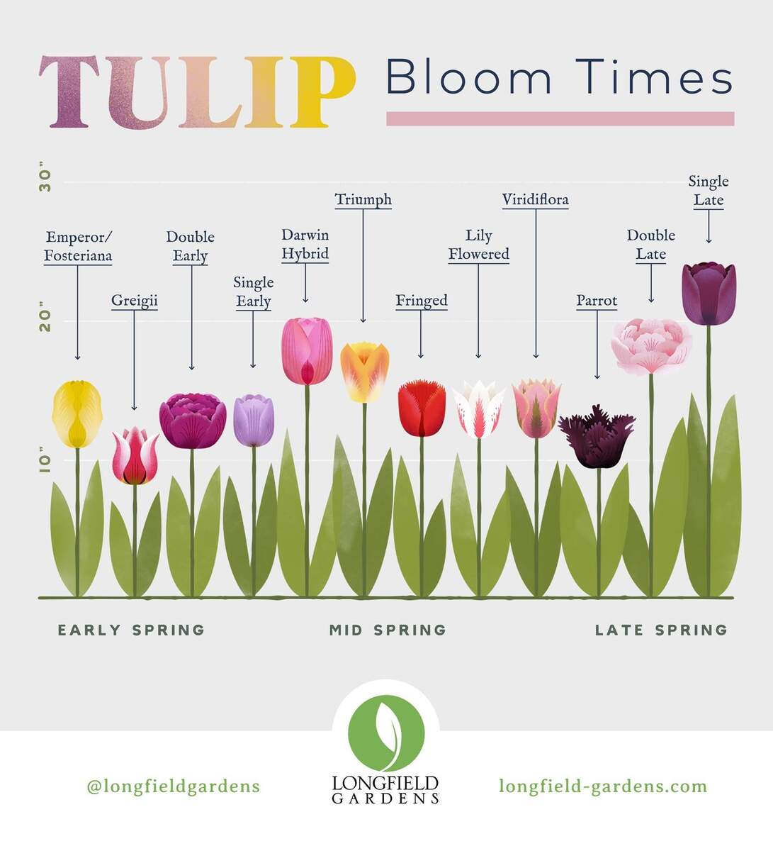 Fall Planted Bulbs How To