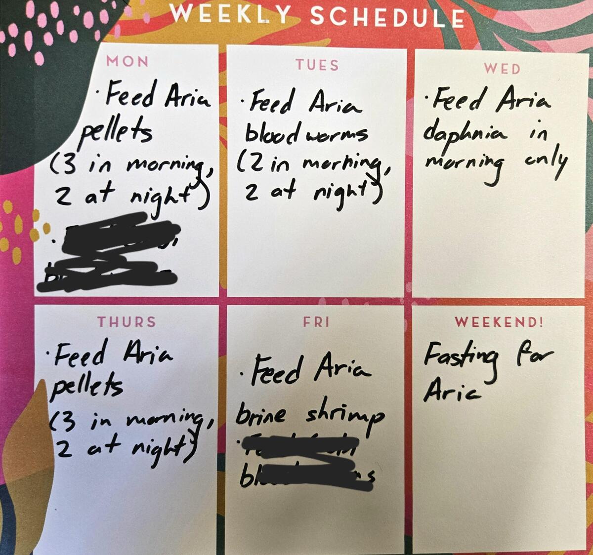 Feeding Schedule Betta Fish Feeding Amount Chart Betta Fish Maintenance Betta Fish Feeding Times On Sale