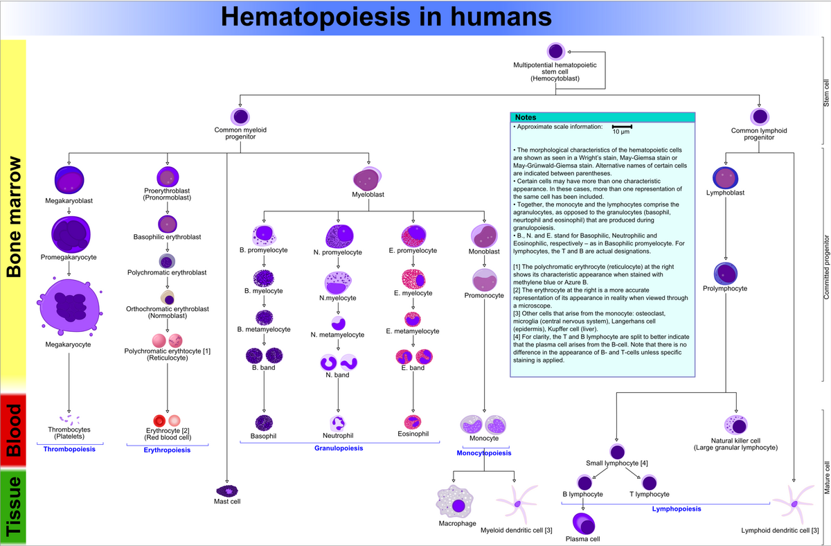 File Hematopoiesis Human Diagram Png Wikimedia Commons Platelet Wikipedia