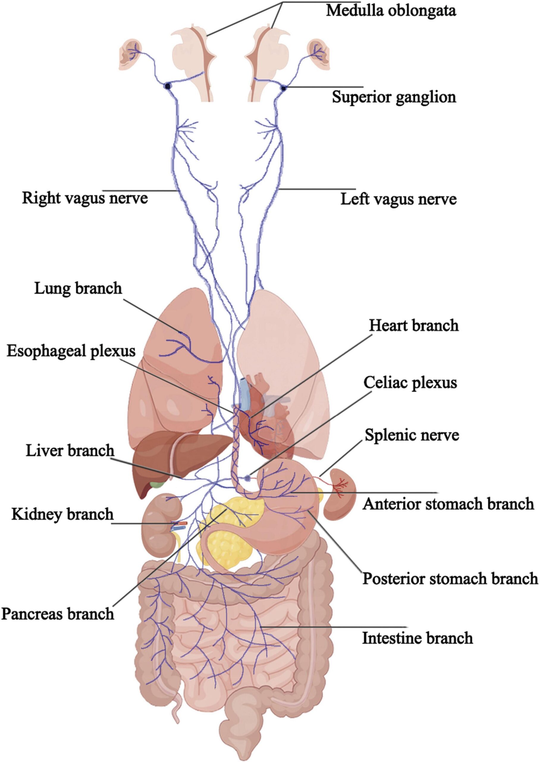 The TCM Organ Clock A 24 Hour Guide To Healing Through Time