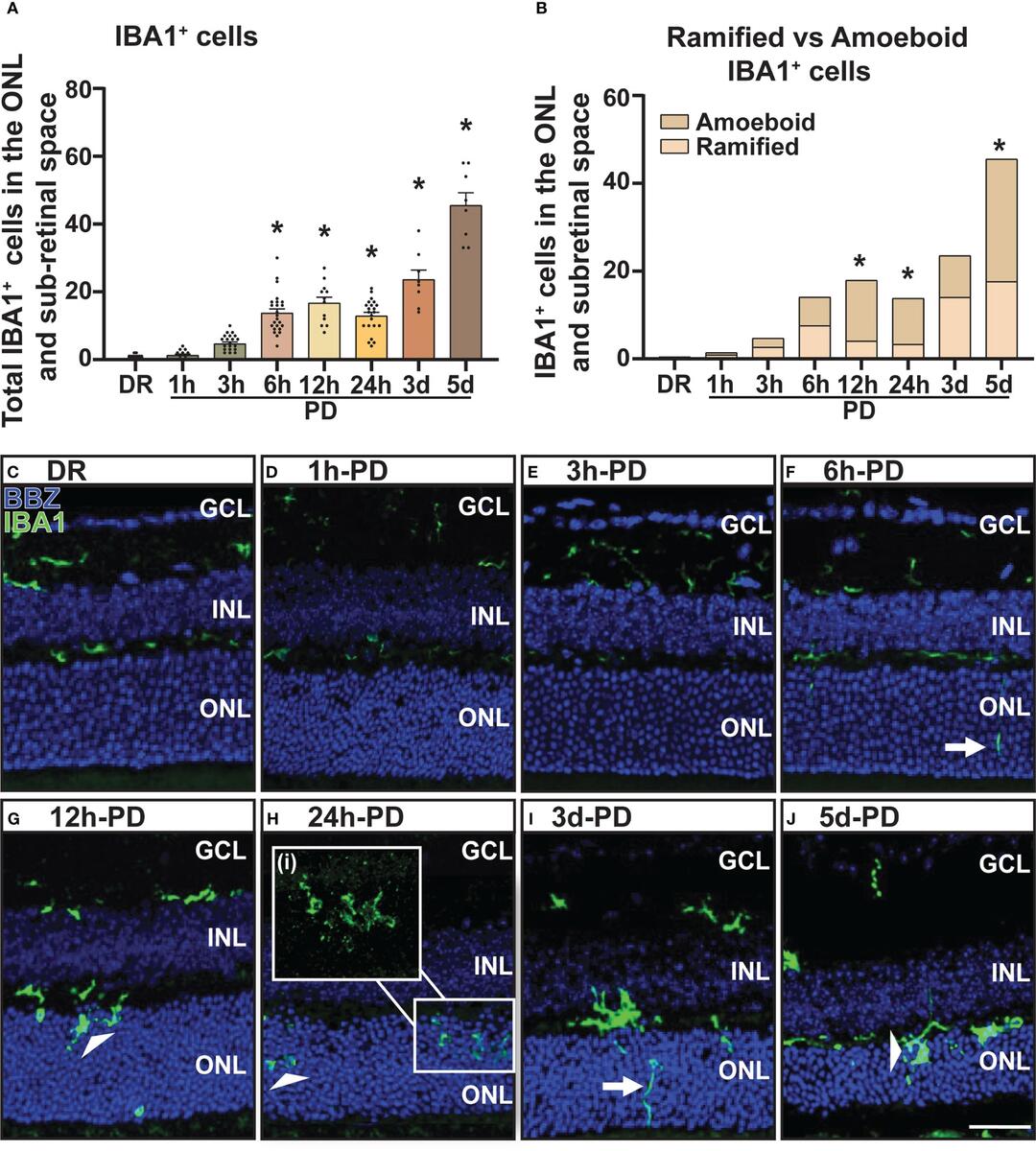 Frontiers Short Exposure To Photo Oxidative Damage Triggers Molecular Signals Indicative Of Early Retinal Degeneration Frontiers Short Exposure To Photo Oxidative Damage Triggers Molecular Signals Indicative Of Early Retinal Degeneration