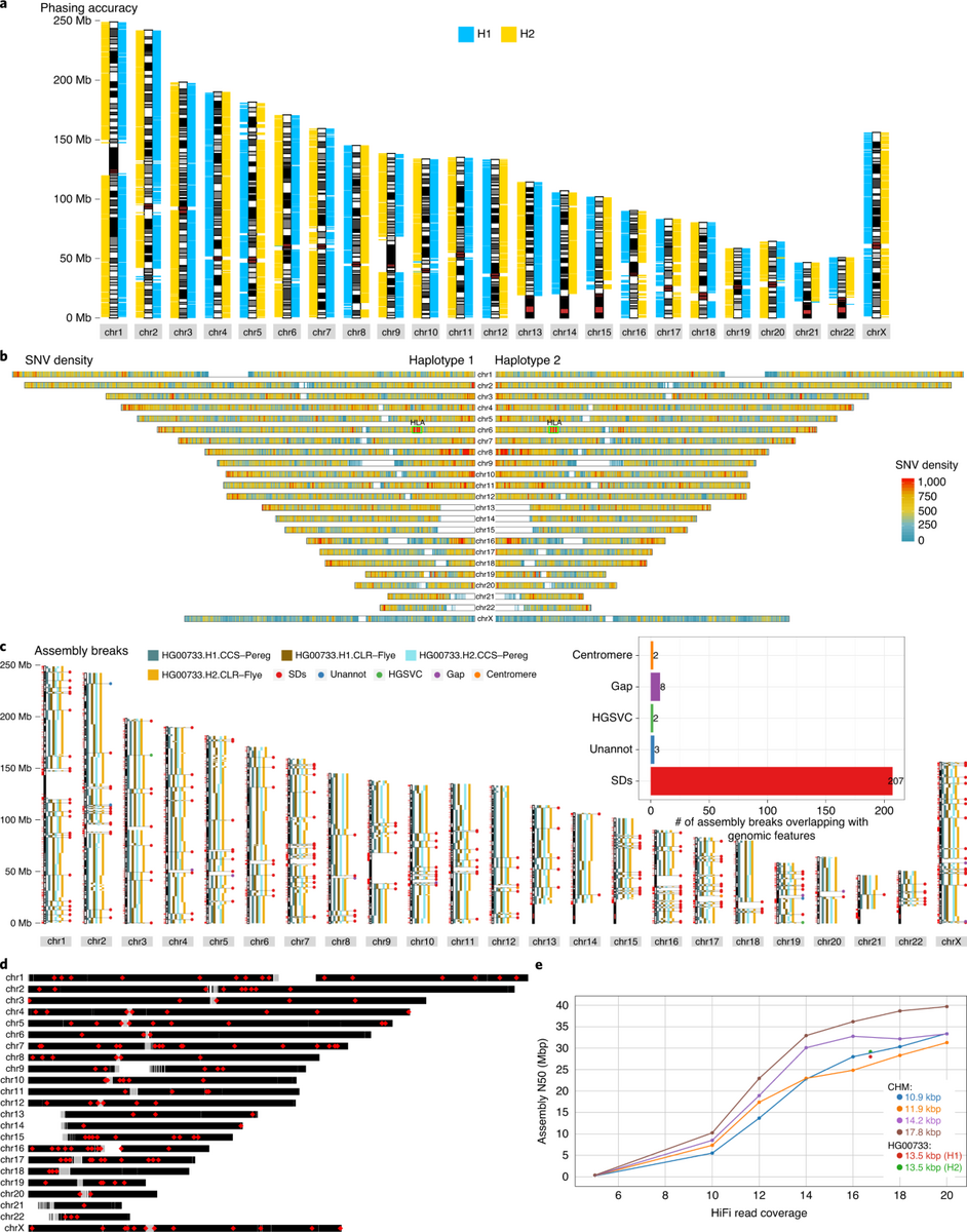 Fully Phased Human Genome Assembly Without Parental Data Using Single Cell Strand Sequencing And Long Reads Nature Biotechnology Fully Phased Human Genome Assembly Without Parental Data Using Single Cell Strand Sequencing And Long Reads Nature Biotechnology