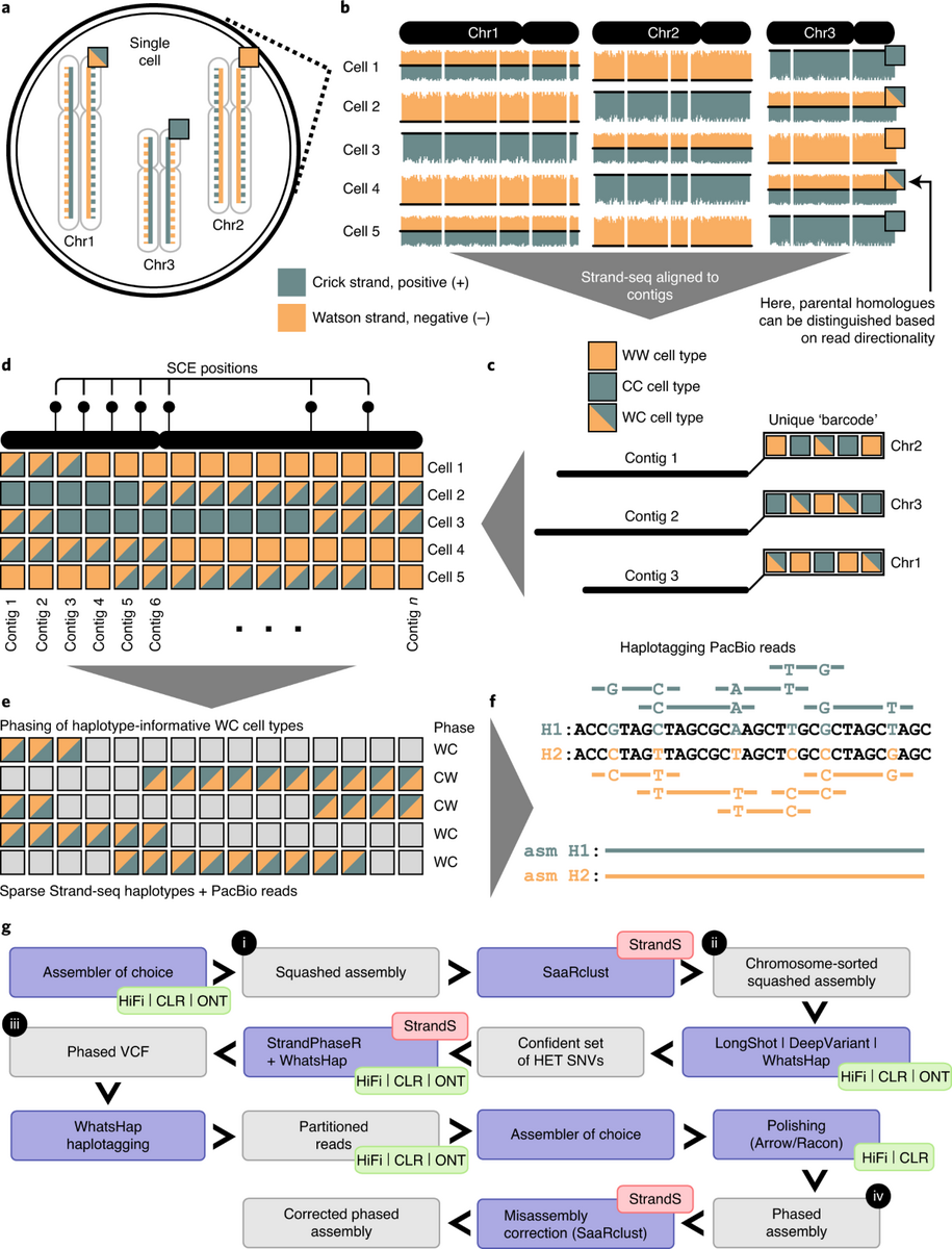 Fully Phased Human Genome Assembly Without Parental Data Using Single cell Strand Sequencing And Long Reads Nature Biotechnology