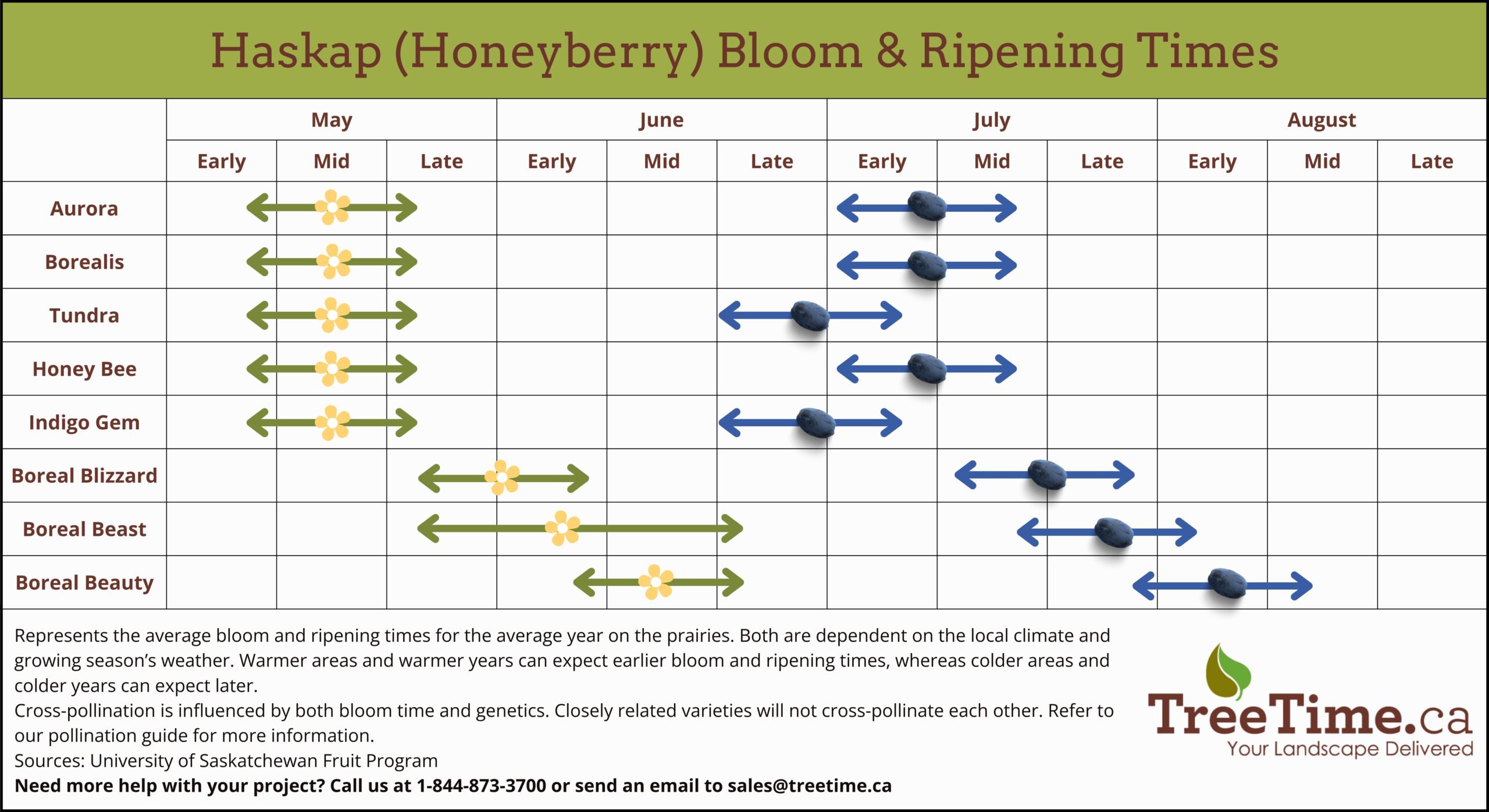 Haskap Fruit Guide And Pollination Guide TreeTime Ca Haskap Fruit Guide And Pollination Guide TreeTime Ca