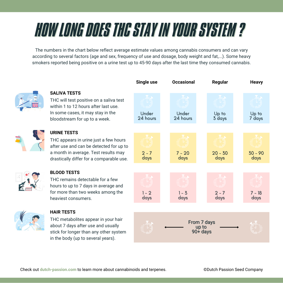 How Long Does THC Stay In Your System Dutch Passion How Long Does THC Stay In Your System Dutch Passion