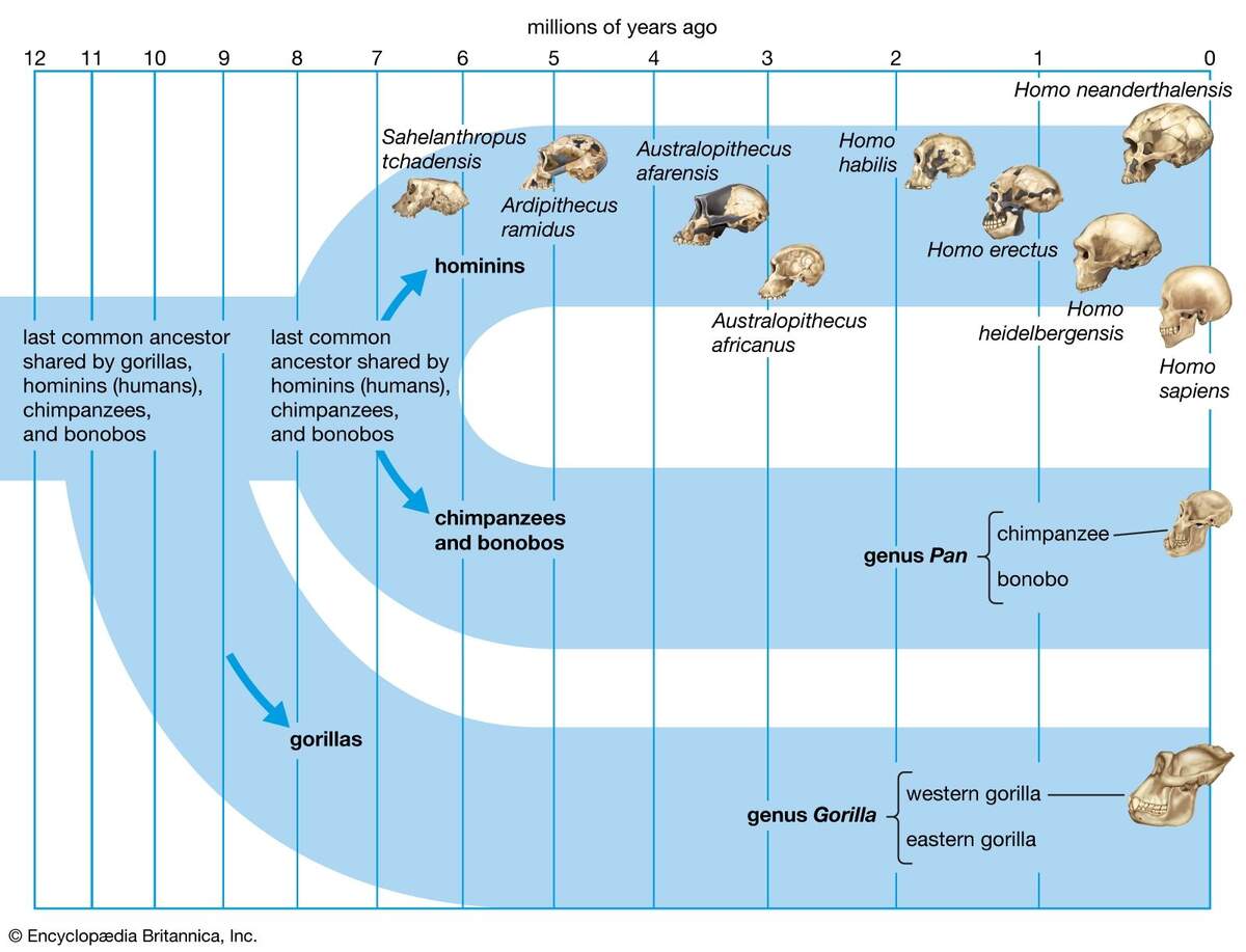 Human Evolution History Stages Timeline Tree Chart Facts Britannica Human Development Growth Data Measurement Trends Britannica