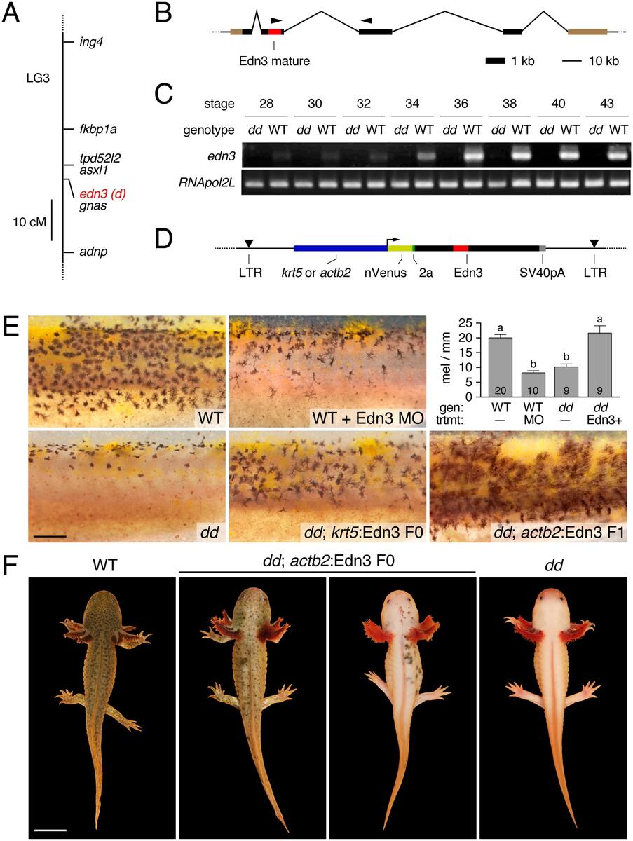 Identification Of Mutant Genes And Introgressed Tiger Salamander DNA In The Laboratory Axolotl Ambystoma Mexicanum Scientific Reports Identification Of Mutant Genes And Introgressed Tiger Salamander DNA In The Laboratory Axolotl Ambystoma Mexicanum Scientific Reports