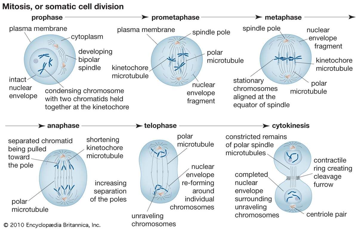 Mitosis Definition Stages Diagram Facts Britannica