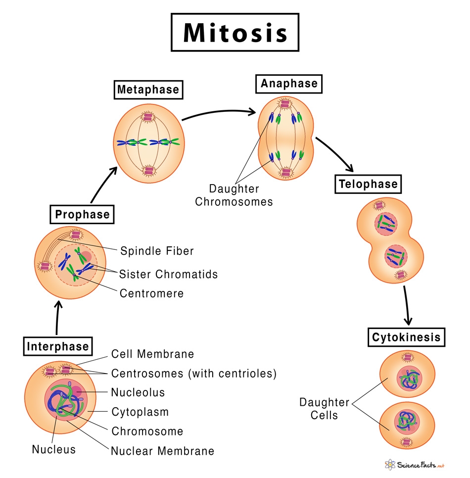 Mitosis Definition Stages Purpose With Diagram Mitosis Definition Stages Purpose With Diagram