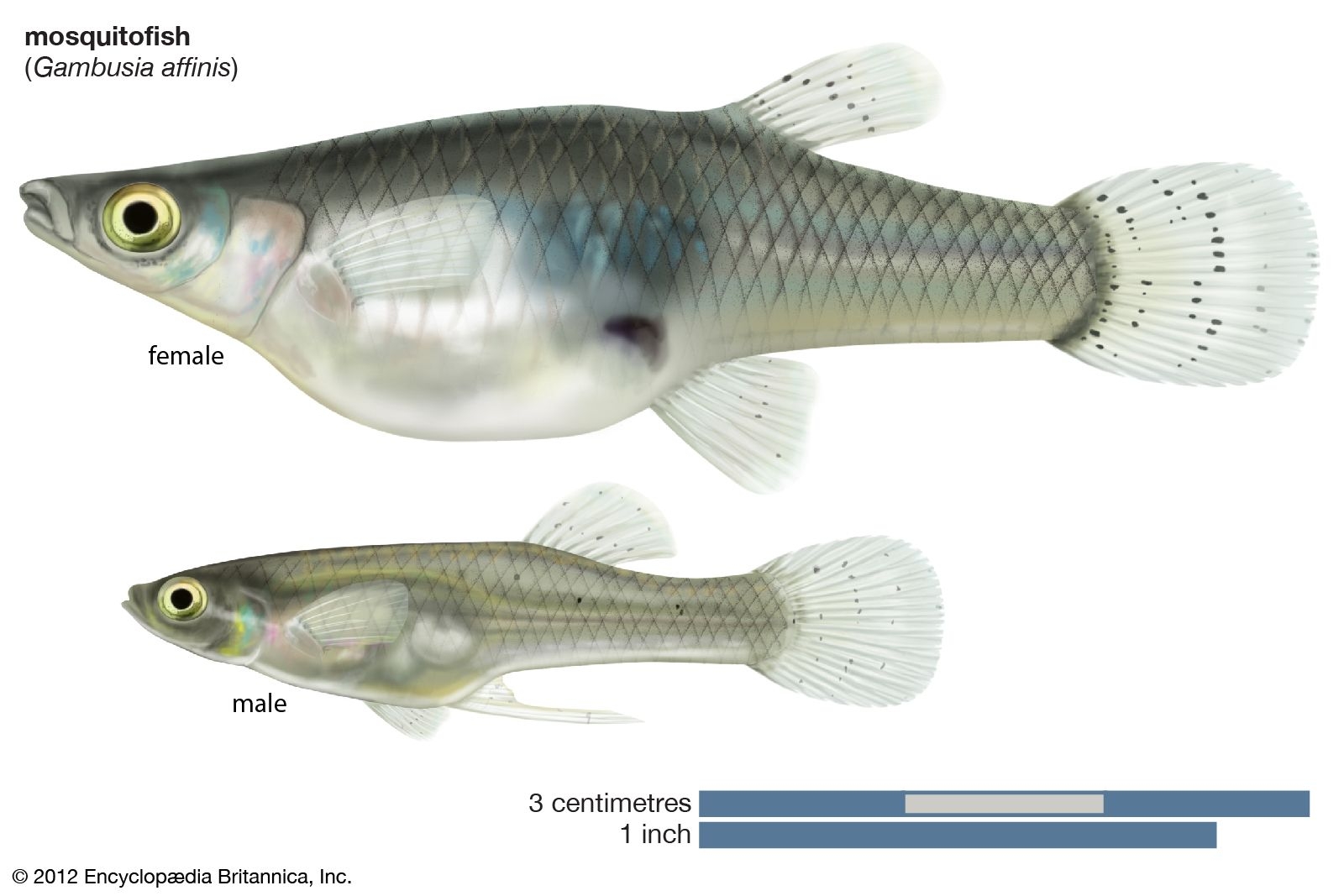 Mosquitofish Gambusia Control Invasive Species Britannica Mosquitofish Gambusia Control Invasive Species Britannica