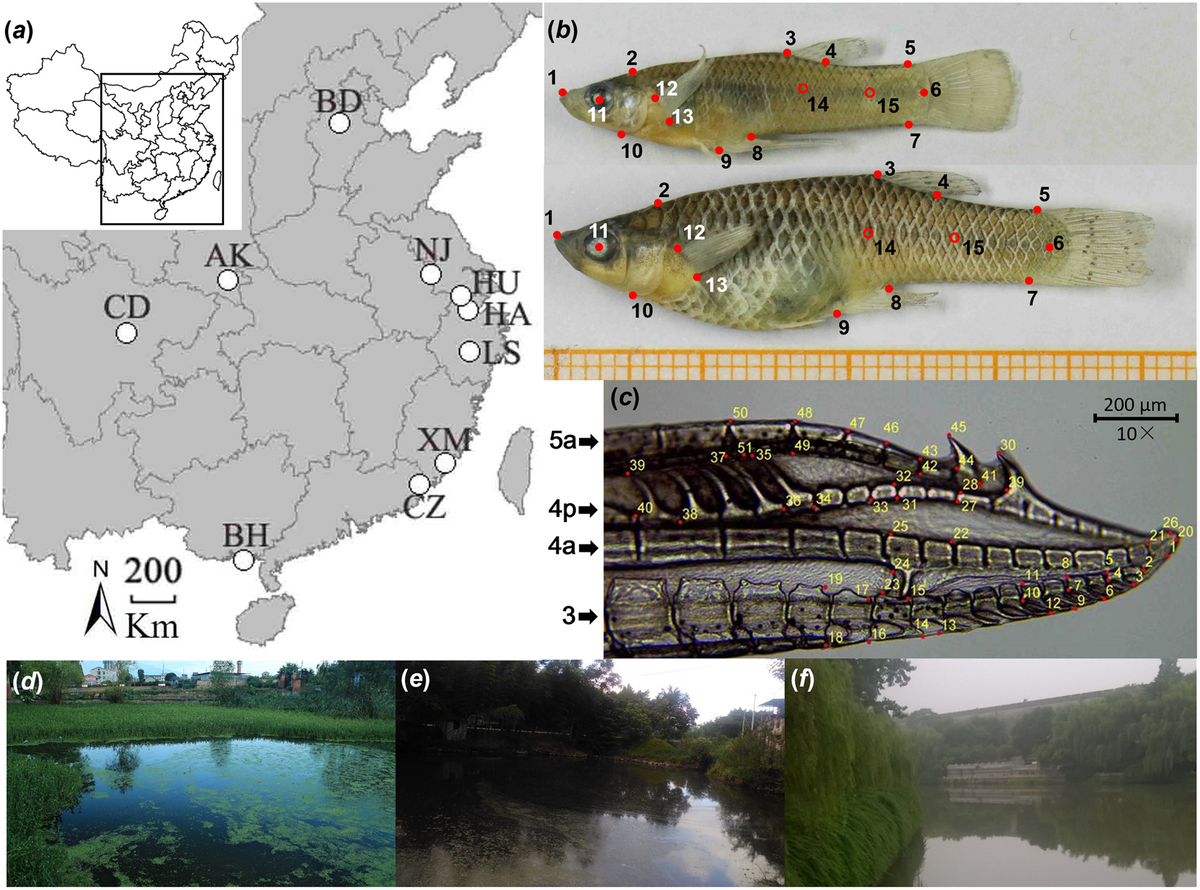 Natural And Sexual Selection Drive Multivariate Phenotypic Divergence Along Climatic Gradients In An Invasive Fish Scientific Reports Frontiers Artificial Light At Night Alters The Physiology And Behavior Of Western Mosquitofish Gambusia Affinis
