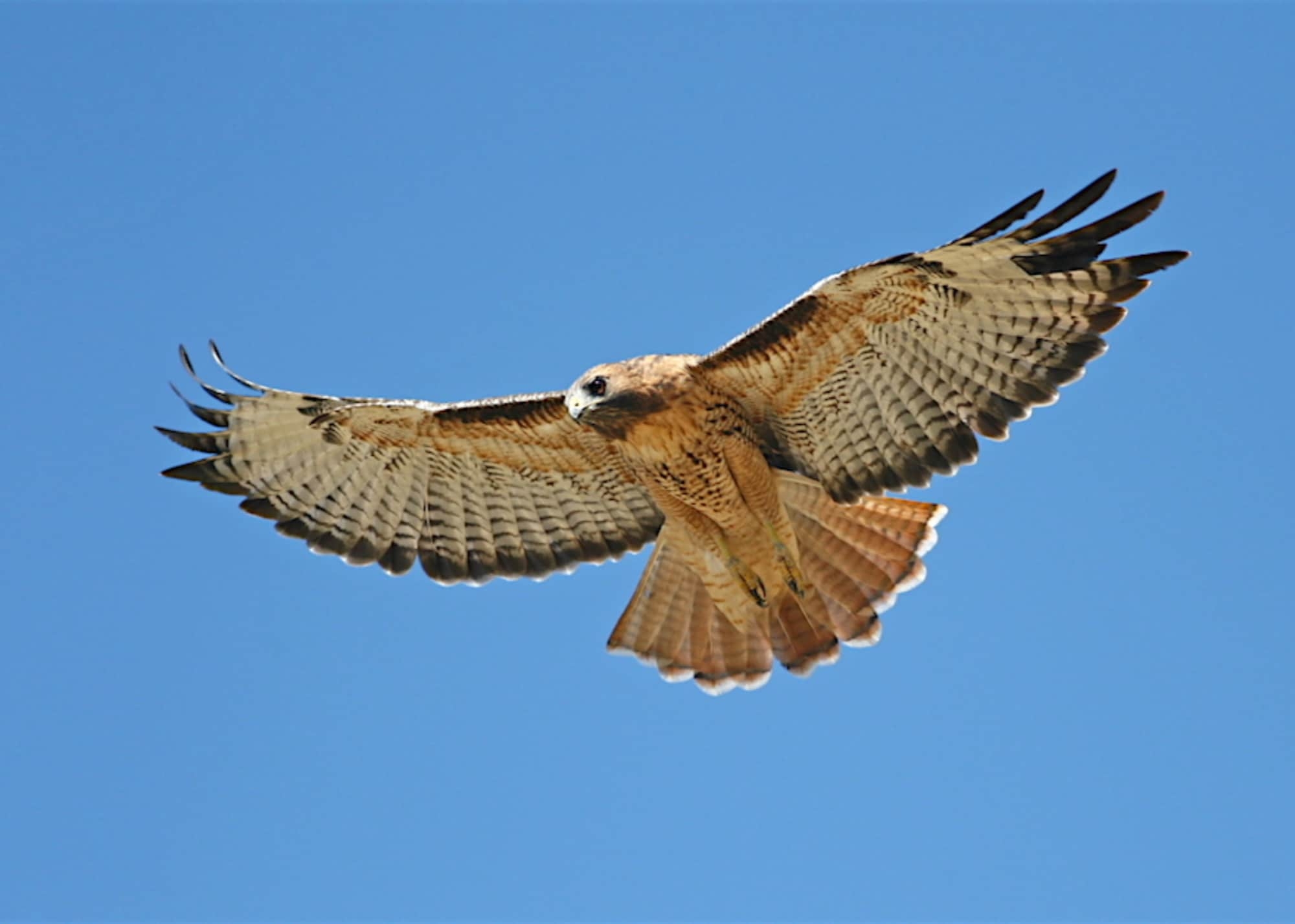 New To Hawkwatching Hawk Migration Association