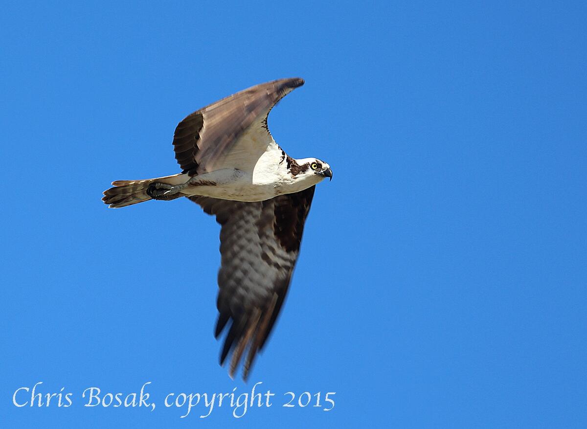 Osprey Birds Of New England Osprey Birds Of New England