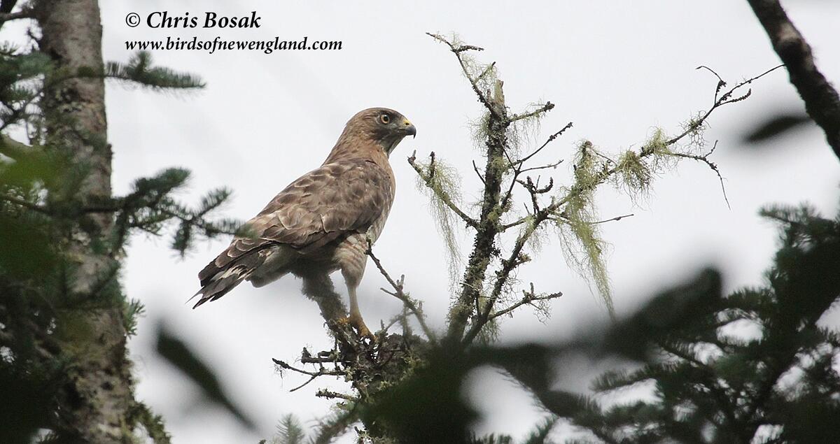 Osprey Birds Of New England Osprey Birds Of New England