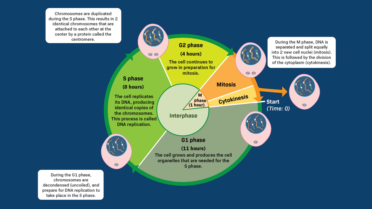 Overview Of A 24 Hour Cell Cycle LabXchange Overview Of A 24 Hour Cell Cycle LabXchange