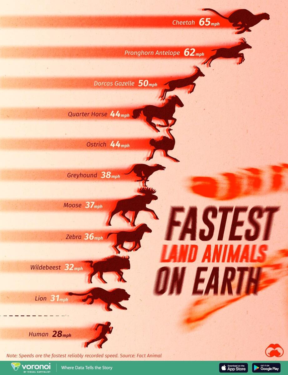 Ranked The Fastest Land Animals On The Planet R Infographics