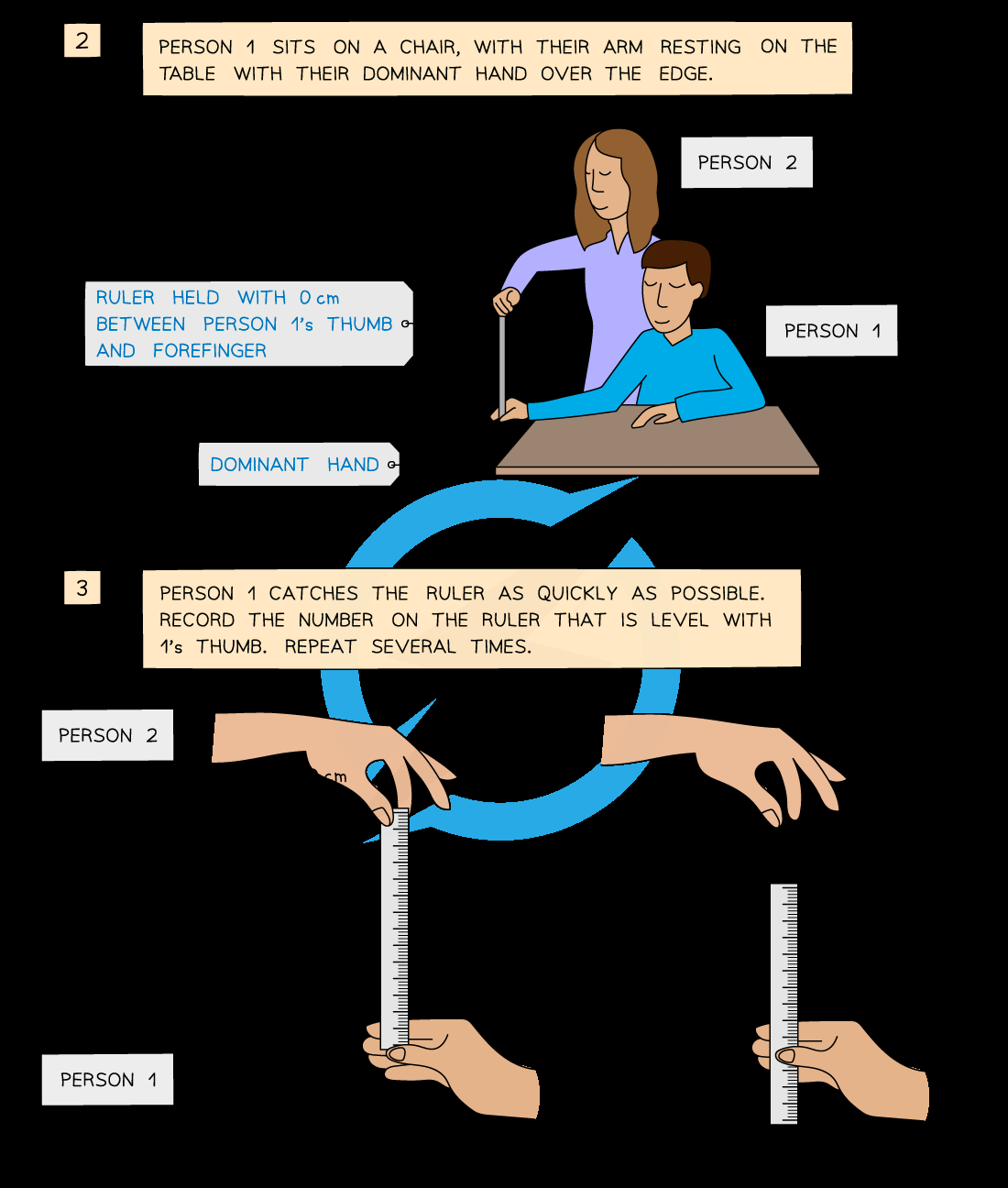 Reaction Time Practical AQA Required Practical