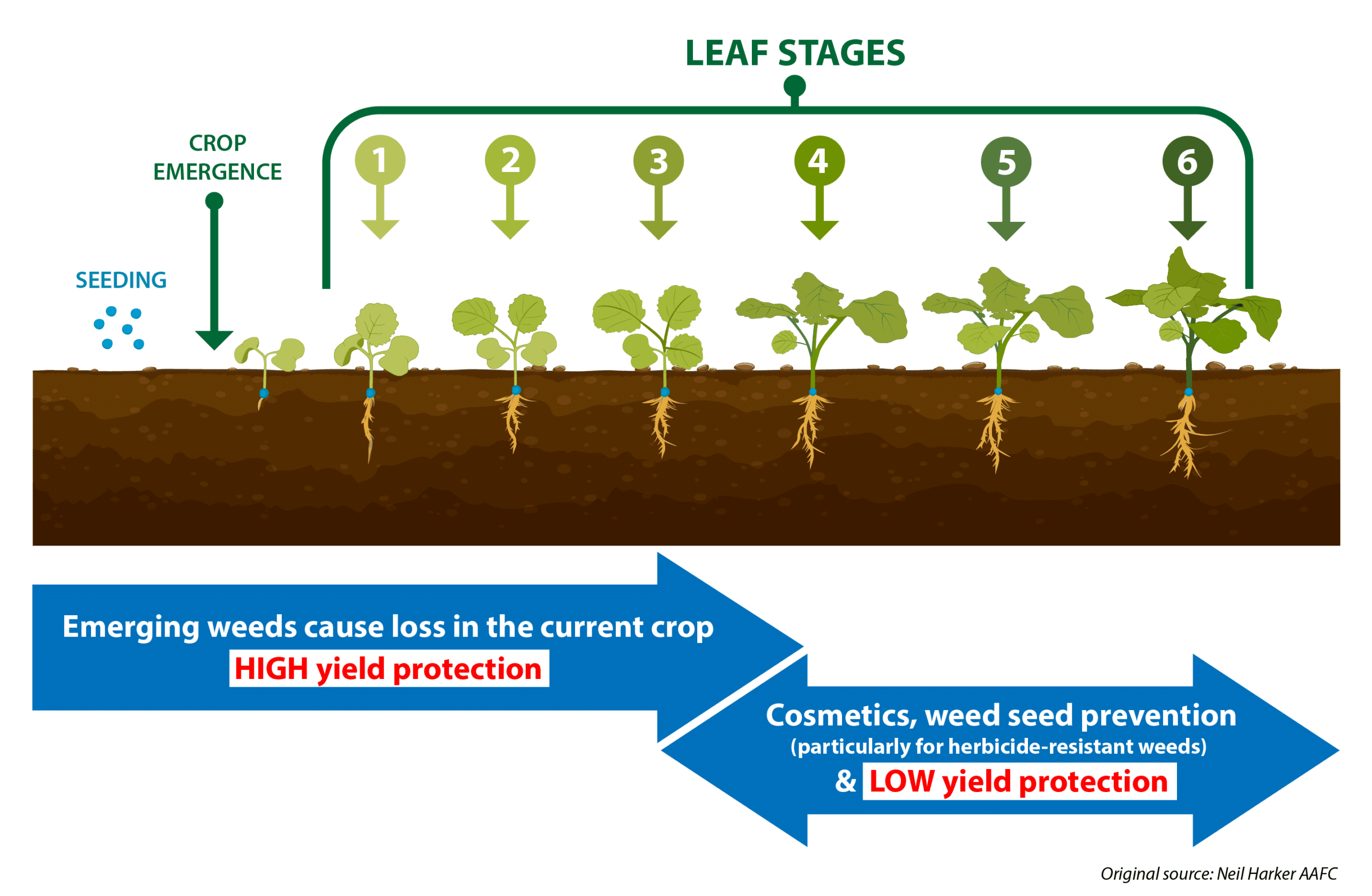 Spray Early Economics Of Early Weed Control Canola Council Of Canada Spray Early Economics Of Early Weed Control Canola Council Of Canada