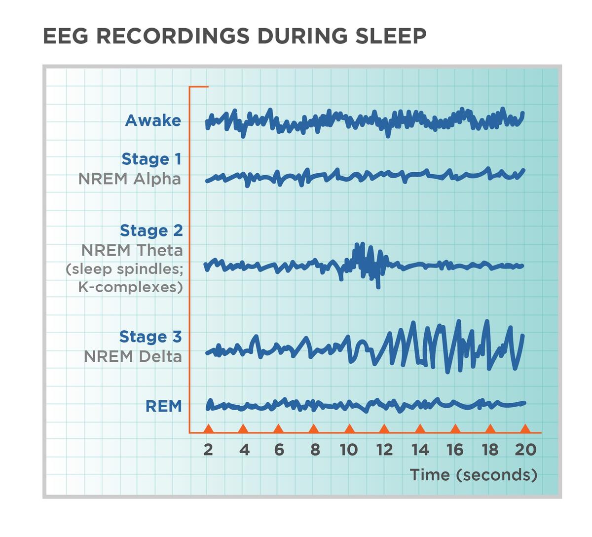 Stages Of Sleep Introduction To Psychology Stages Of Sleep Introduction To Psychology