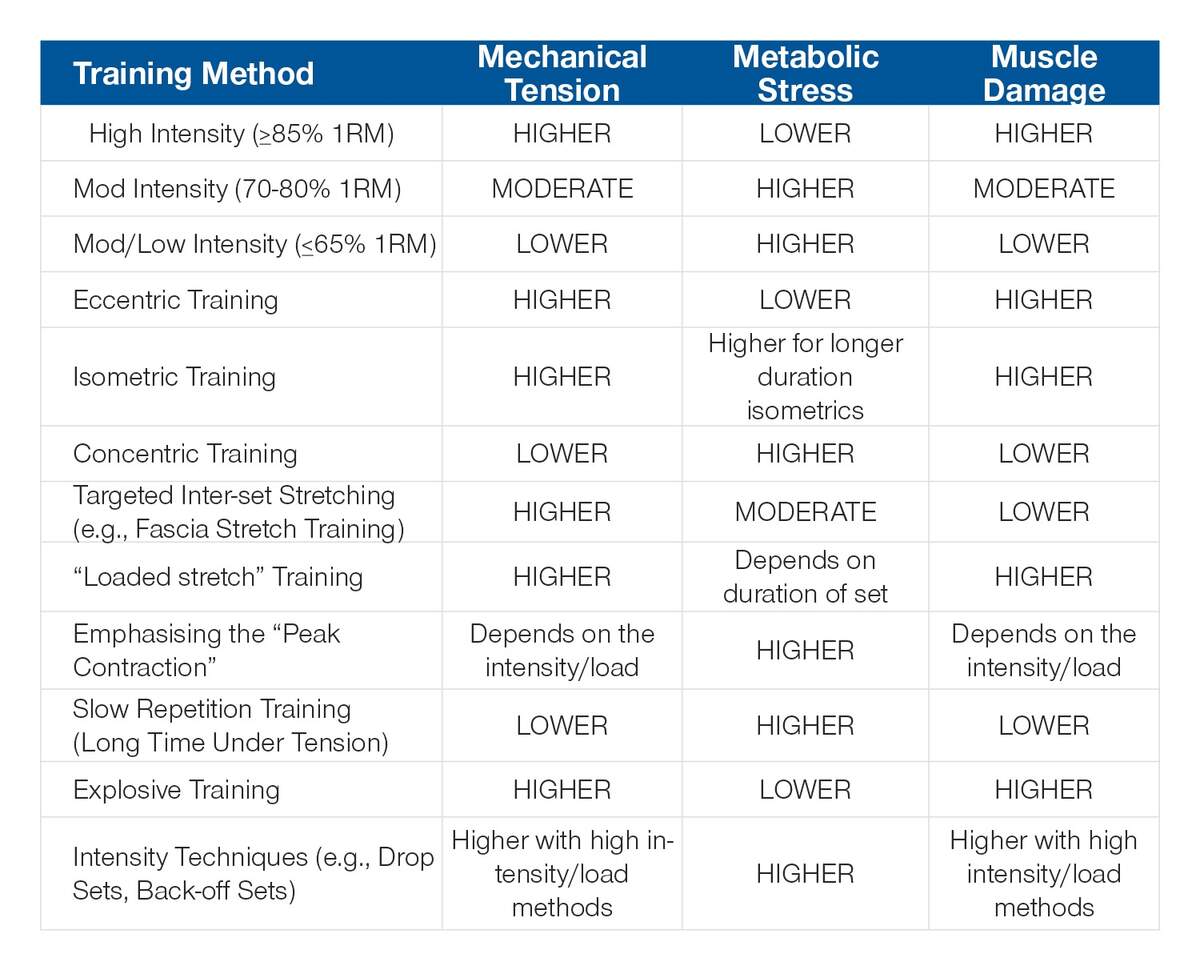 The Real Basic Muscle Growth Science Broken Down For Bros The Real Basic Muscle Growth Science Broken Down For Bros