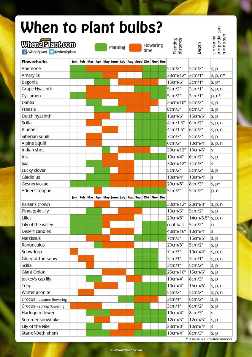 When To Plant Bulbs When2Plant