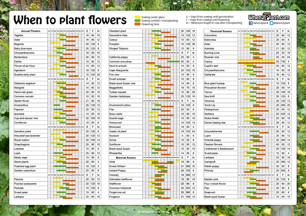 When To Plant Flowers When2Plant