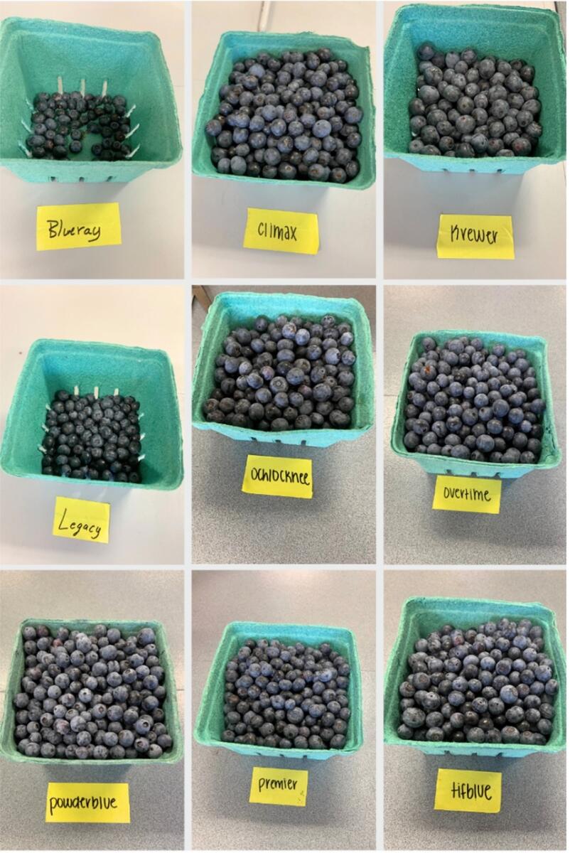 Year 1 Results Blueberry Variety Trial In Clarksville Arkansas Year 1 Results Blueberry Variety Trial In Clarksville Arkansas